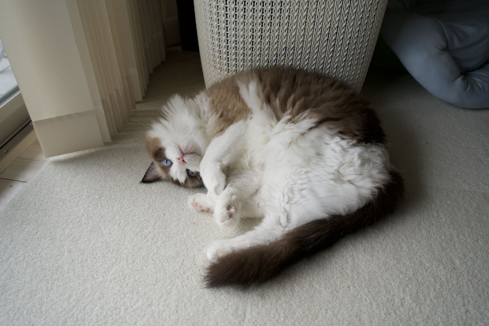 カーペットの上でくつろぐ愛猫