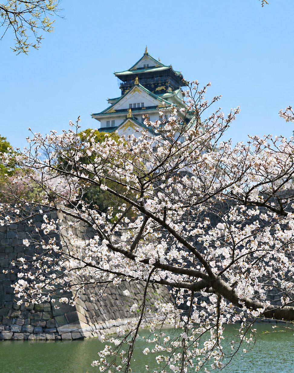 満開の桜と大阪城の天守閣