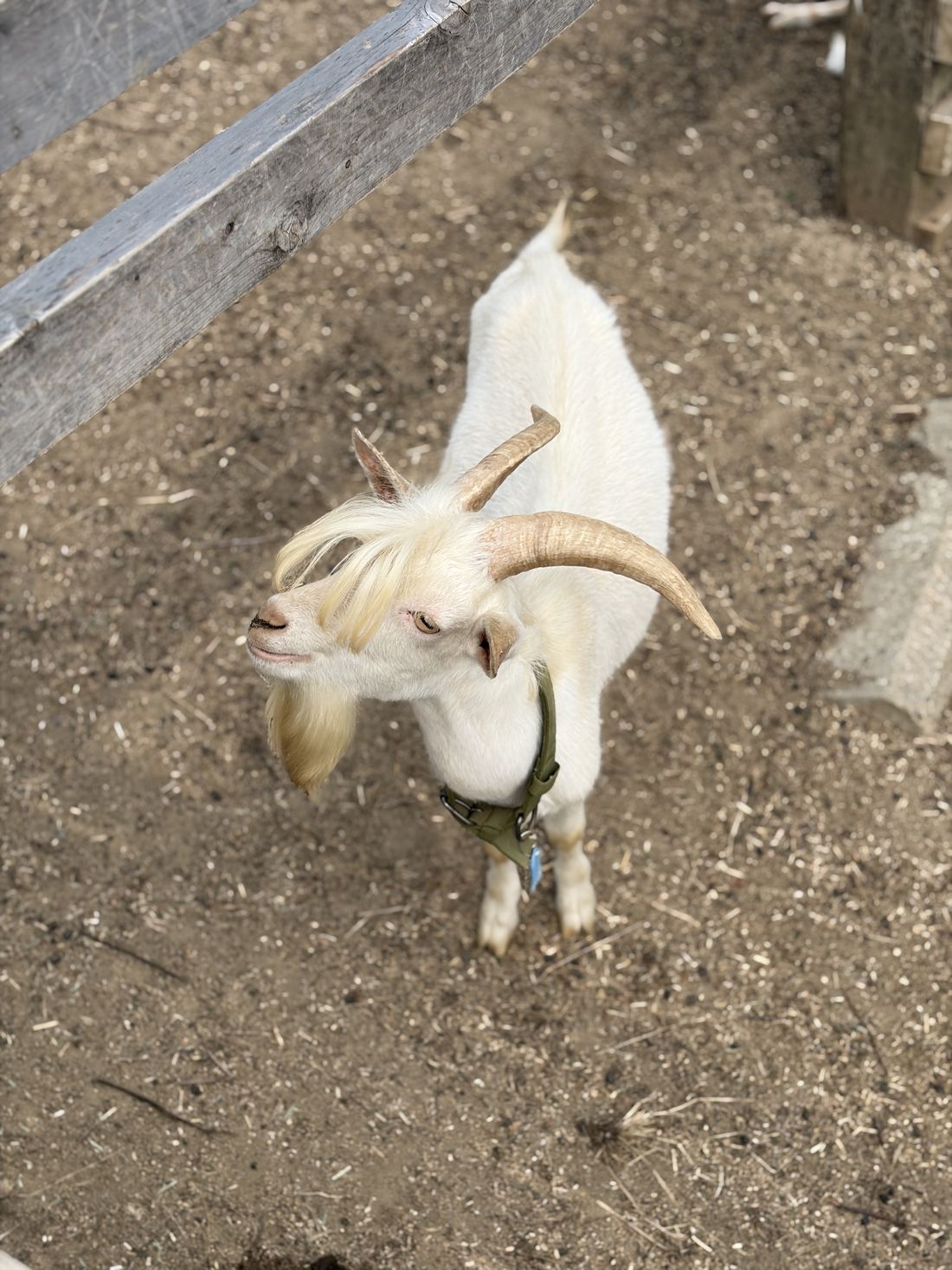 香南アグリームのヤギ小屋にいるヤギ