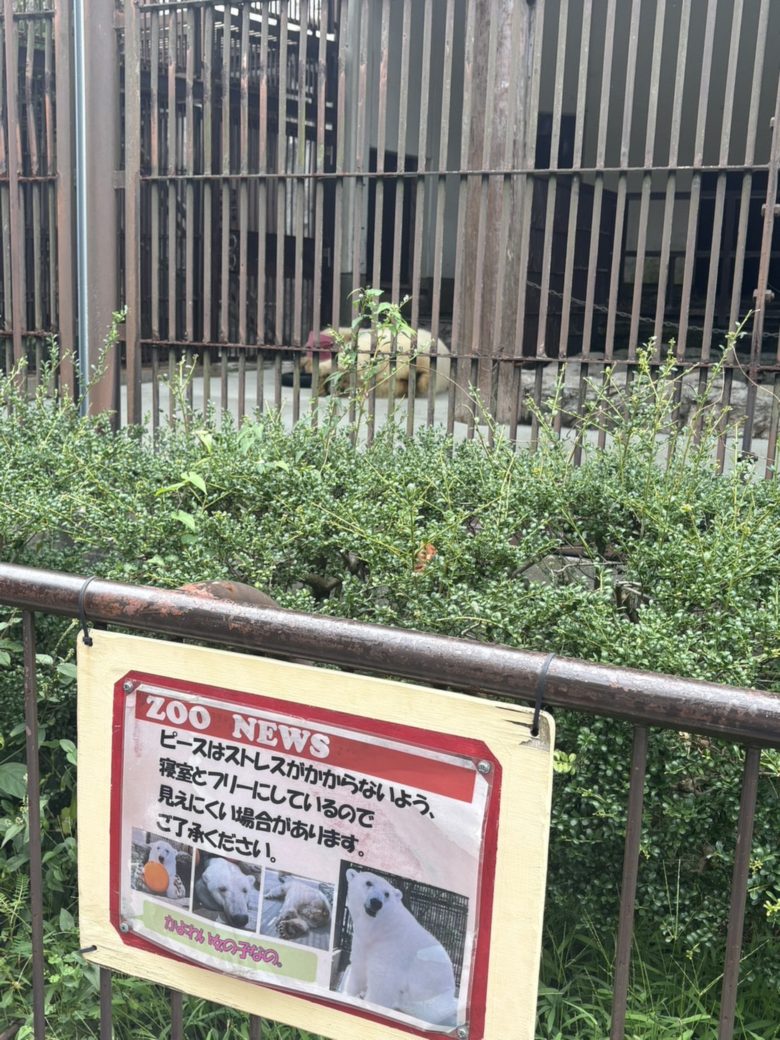 しろくまピースについてのお知らせ看板