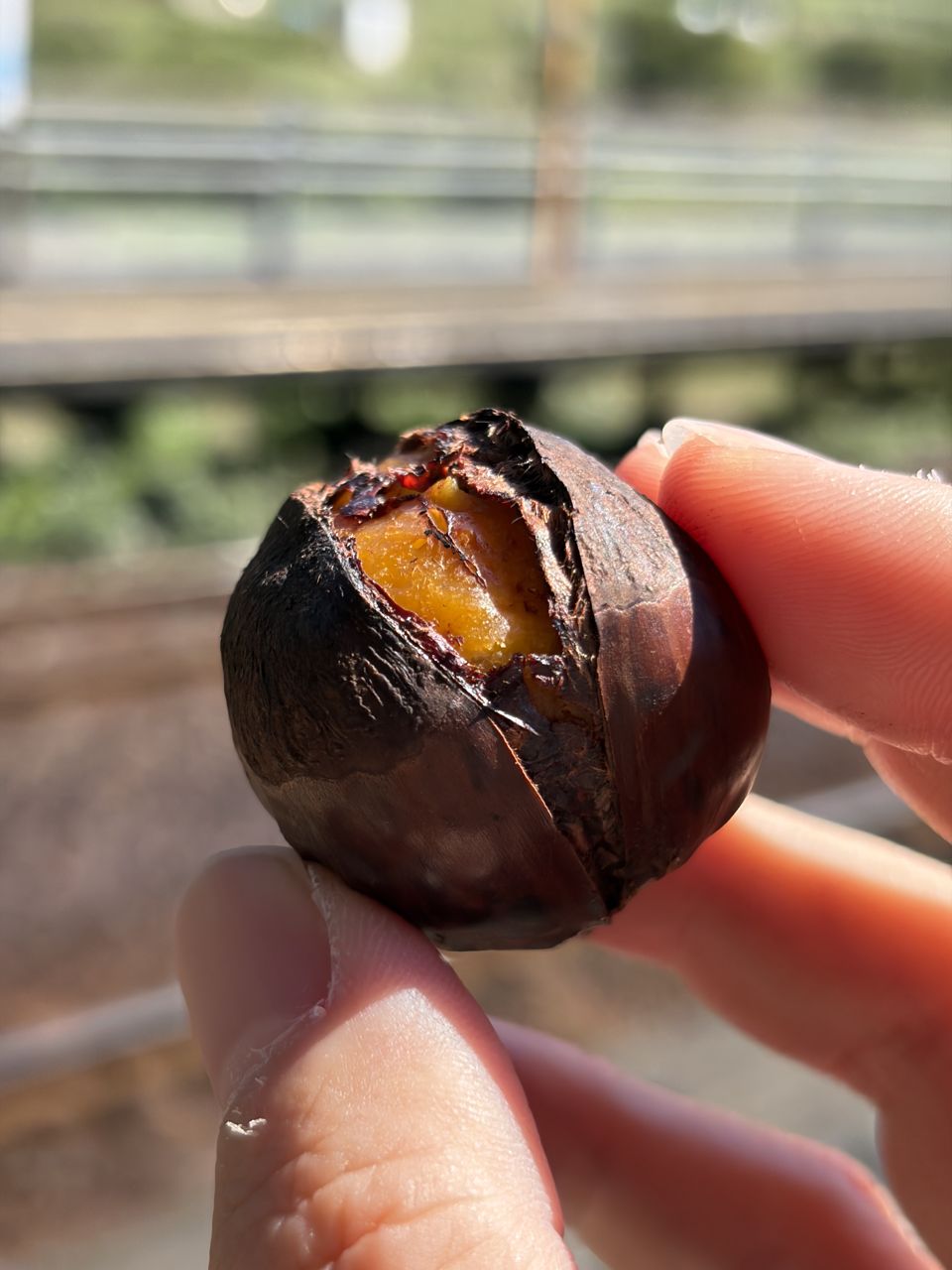 皮を割った焼き栗。中は黄金色でほくほく