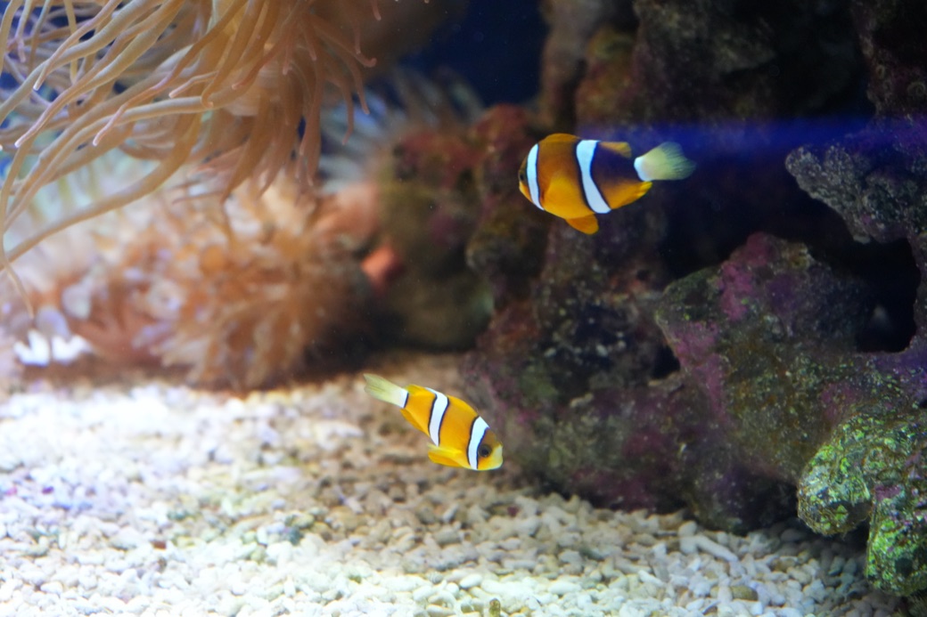 イソギンチャクとクマノミ