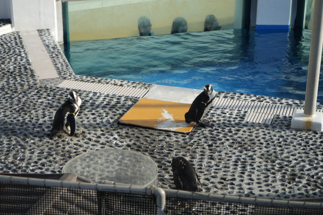 ペンギンのいるエリア