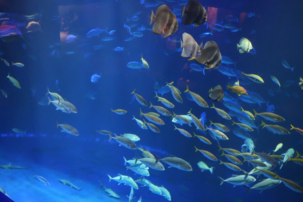 回遊魚が群れで泳ぐ大きな水槽