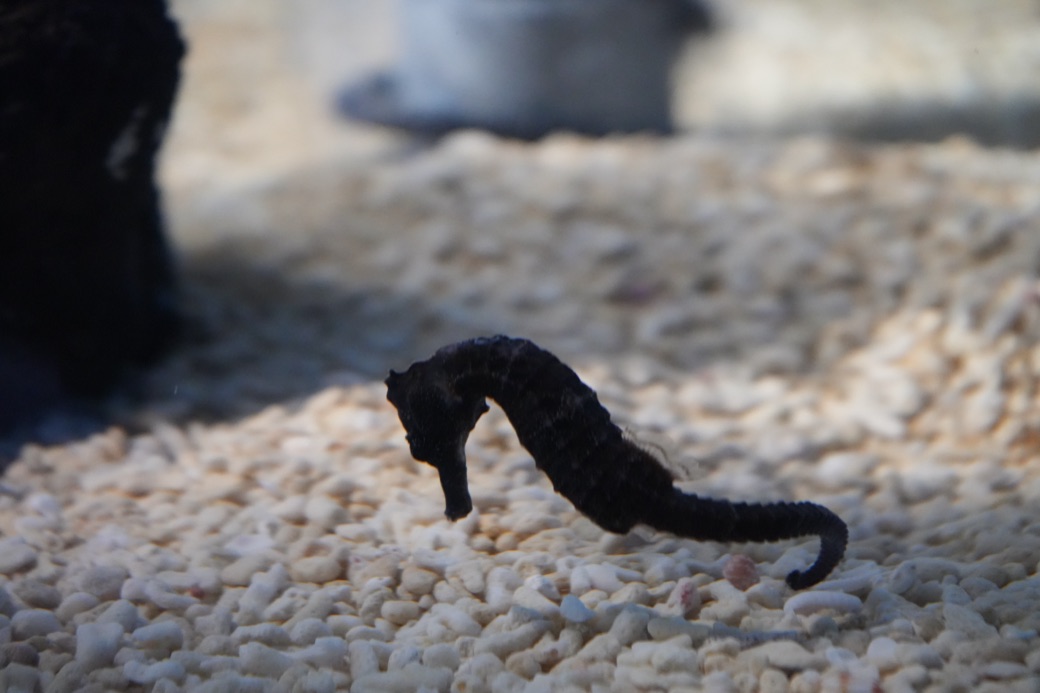 砂地を進むタツノオトシゴ