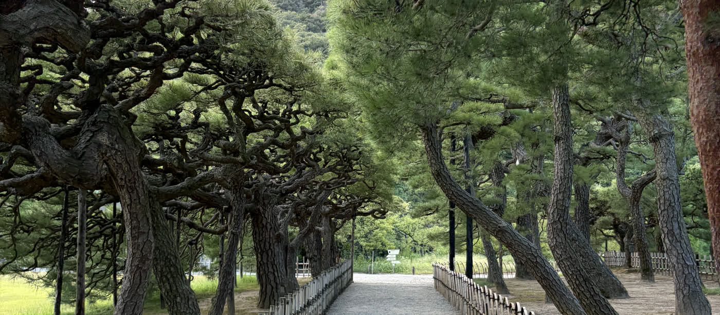 栗林公園の松並木